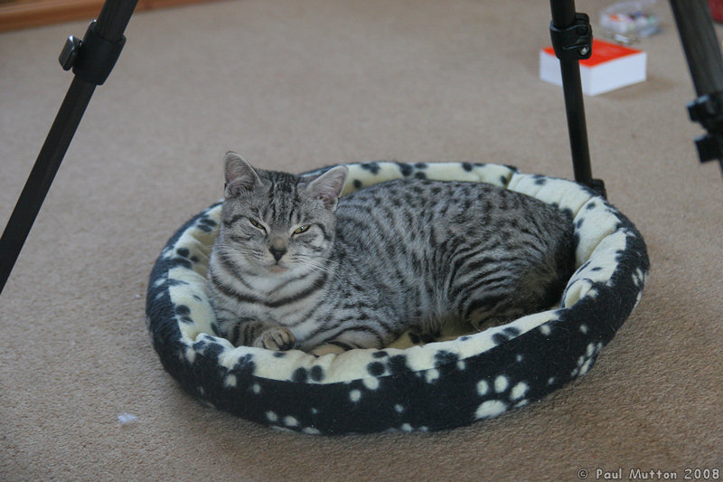 IMG 4859 Bob and his basket